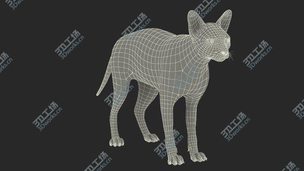 images/goods_img/20210312/3D Dark Cream Sphynx Cat Rigged model/4.jpg